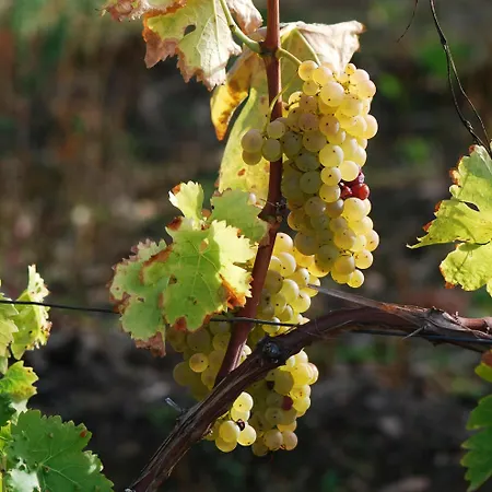 Frühstückspension Chez Bilhouet