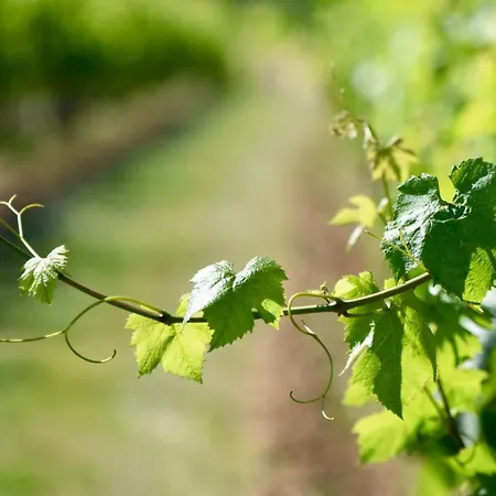 Chez Bilhouet Frühstückspension